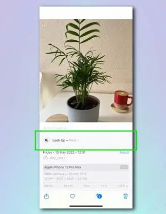 营山苹果相机维修分享如何使用iPhone相机识别植物和花卉 